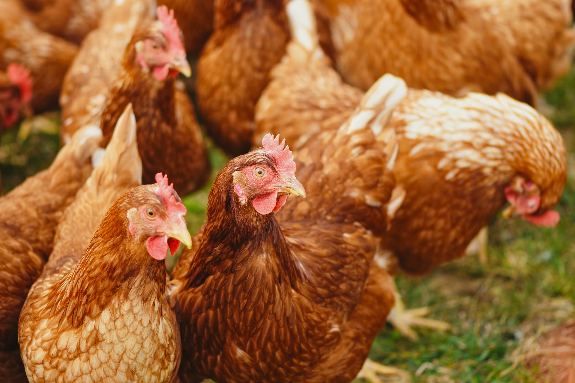 मुर्गी पालन कैसे शुरु करें 2022। Murgi Farm । Poultry Farm Busiess 2022