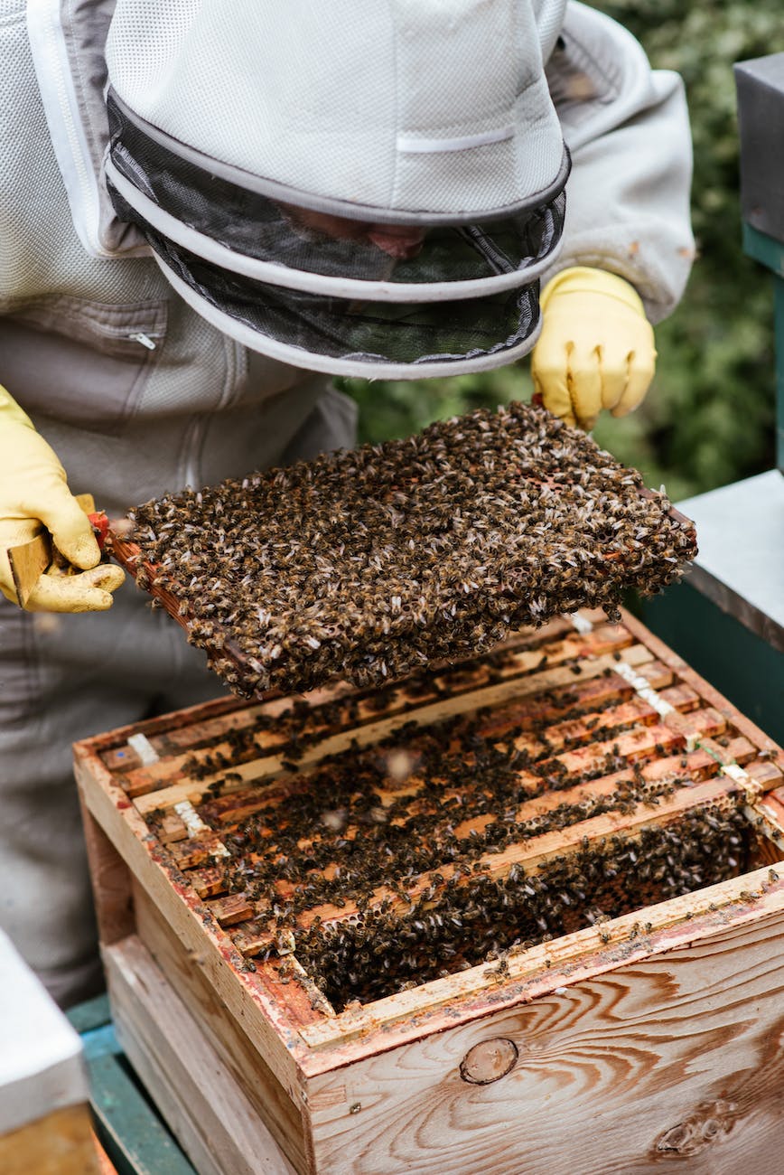 मधुमक्खी पालन  व्यवसाय  की पूरी जानकारी(Bee Farming Business) 